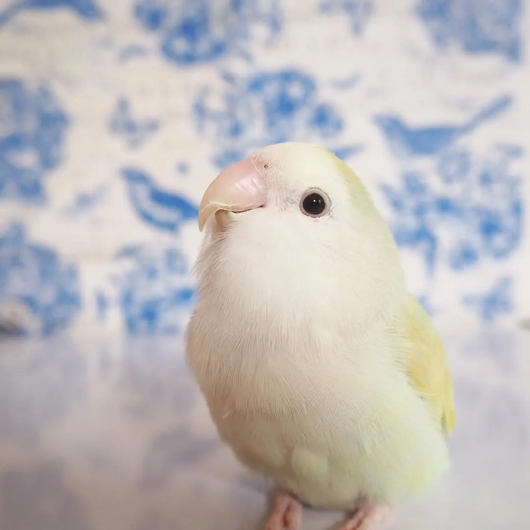 A close-up photo of a small, pale yellow and white bird, likely a lovebird, with a slightly tilted head and a soft, innocent…