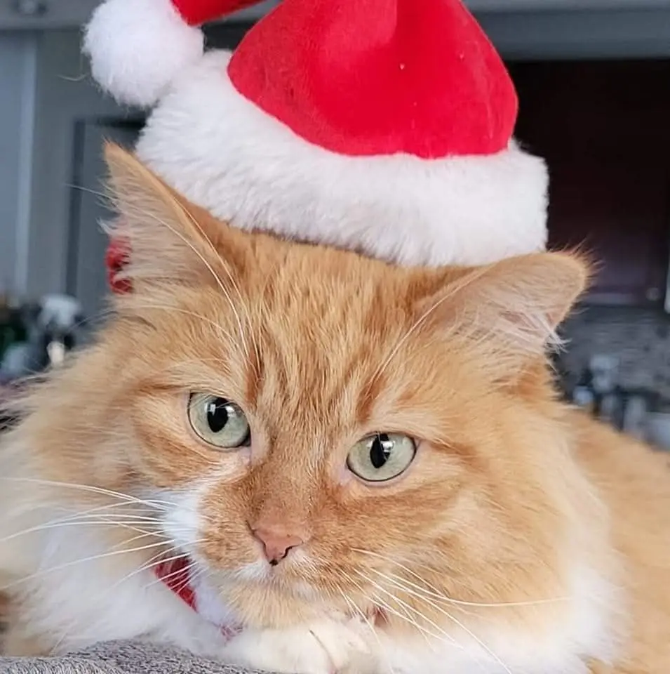 A fluffy orange tabby cat with green eyes wears a red and white Santa hat, looking directly at the camera with a bored…