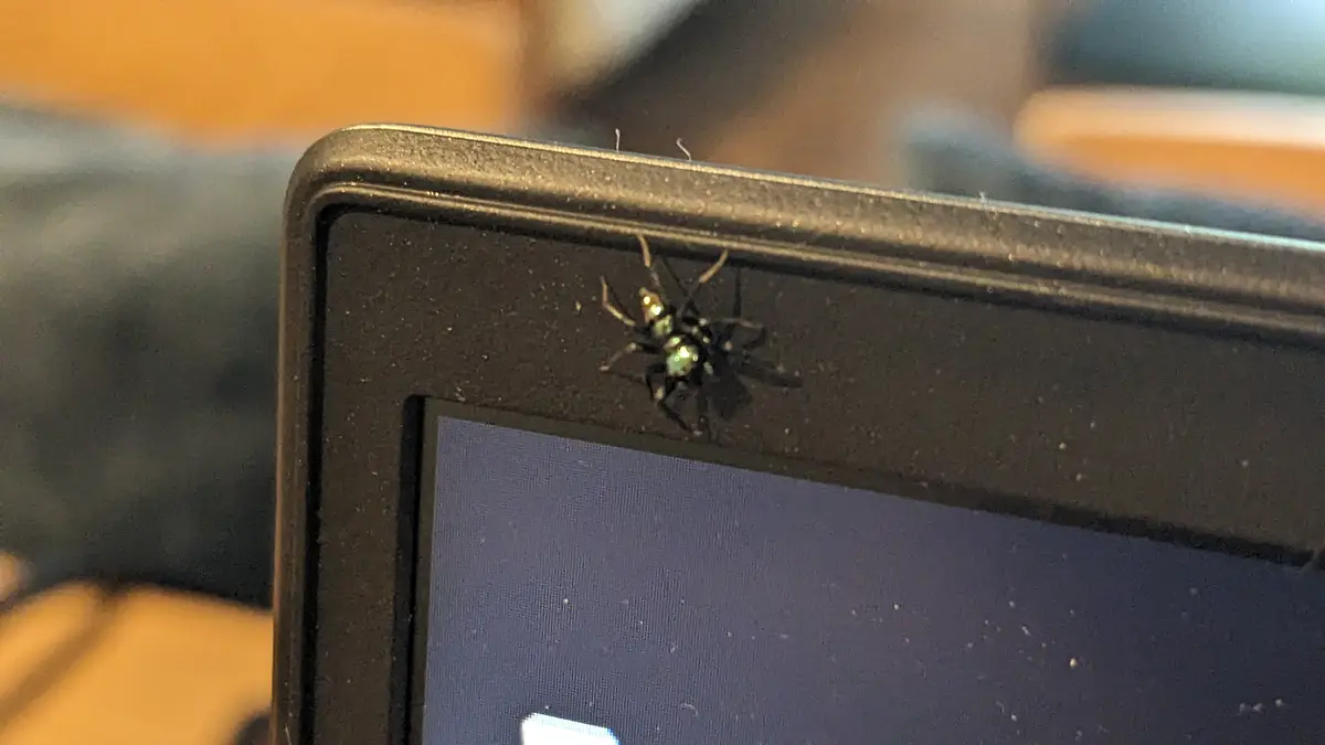 A small black spider with iridescent green markings sits on the top bezel of a black laptop screen. The overlaid text reads…