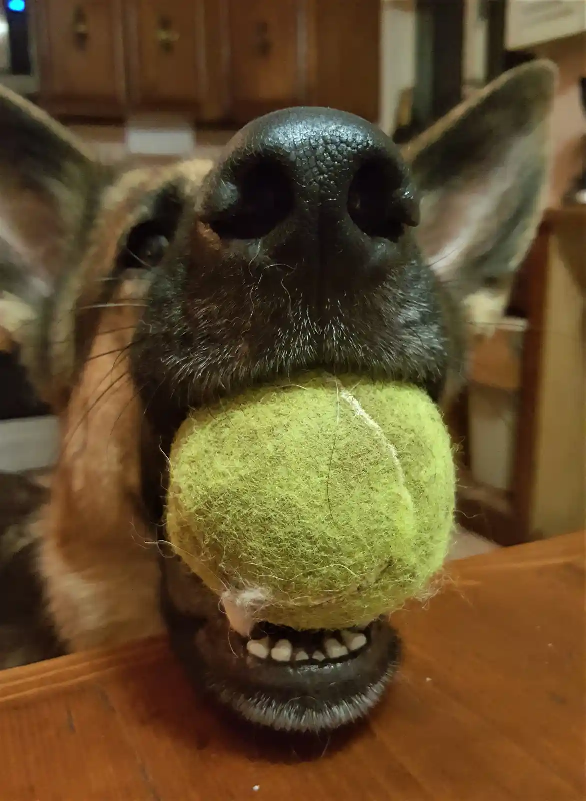 A close-up photo of a dog's face, with its mouth holding a worn, yellow tennis ball. The dog's dark nose and ears are…