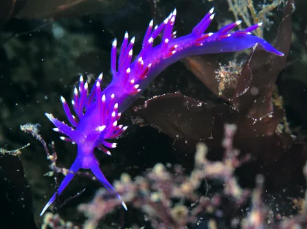 A vibrant purple and white sea slug with feathery appendages swims among dark seaweed and coral in an underwater scene…