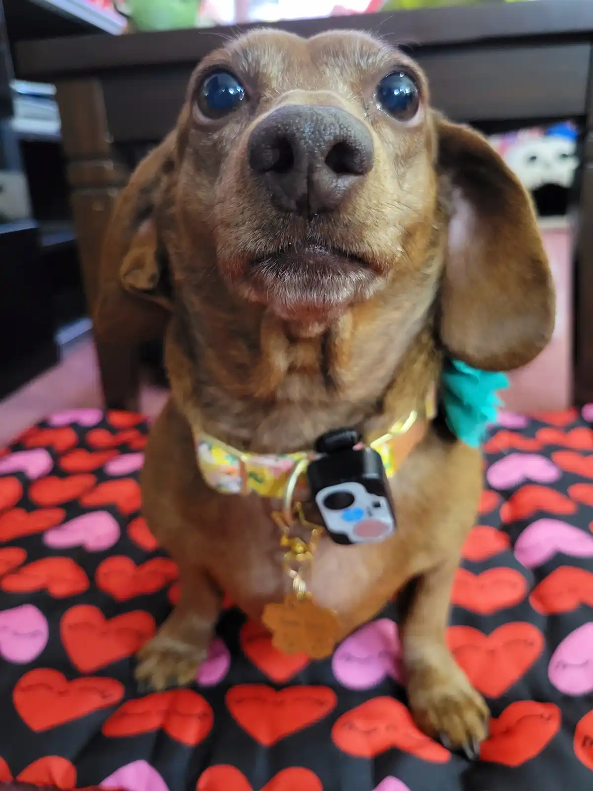 A close-up photo of a brown dachshund with large, glossy blue eyes looking directly at the camera, sitting on a black…