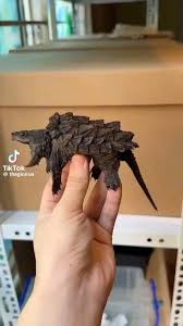 a person's hand holds a very small, dark brown alligator snapping turtle, showcasing its rough, bumpy shell and long tail…