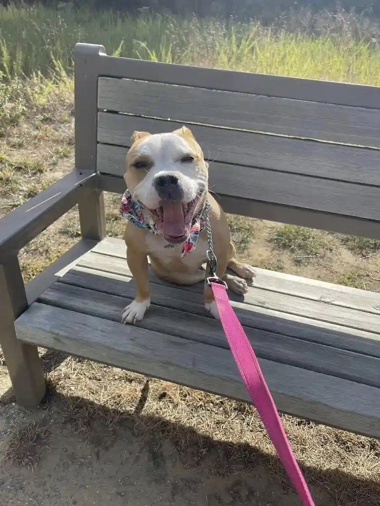 A tan and white pit bull-type dog sits on a gray wooden park bench, wearing a floral bandana and a pink leash, with its…