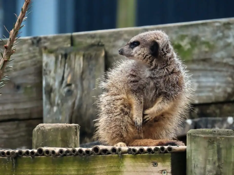 A meerkat sits upright on a wooden fence, looking alert and slightly pensive, with its front paws clasped together. The…