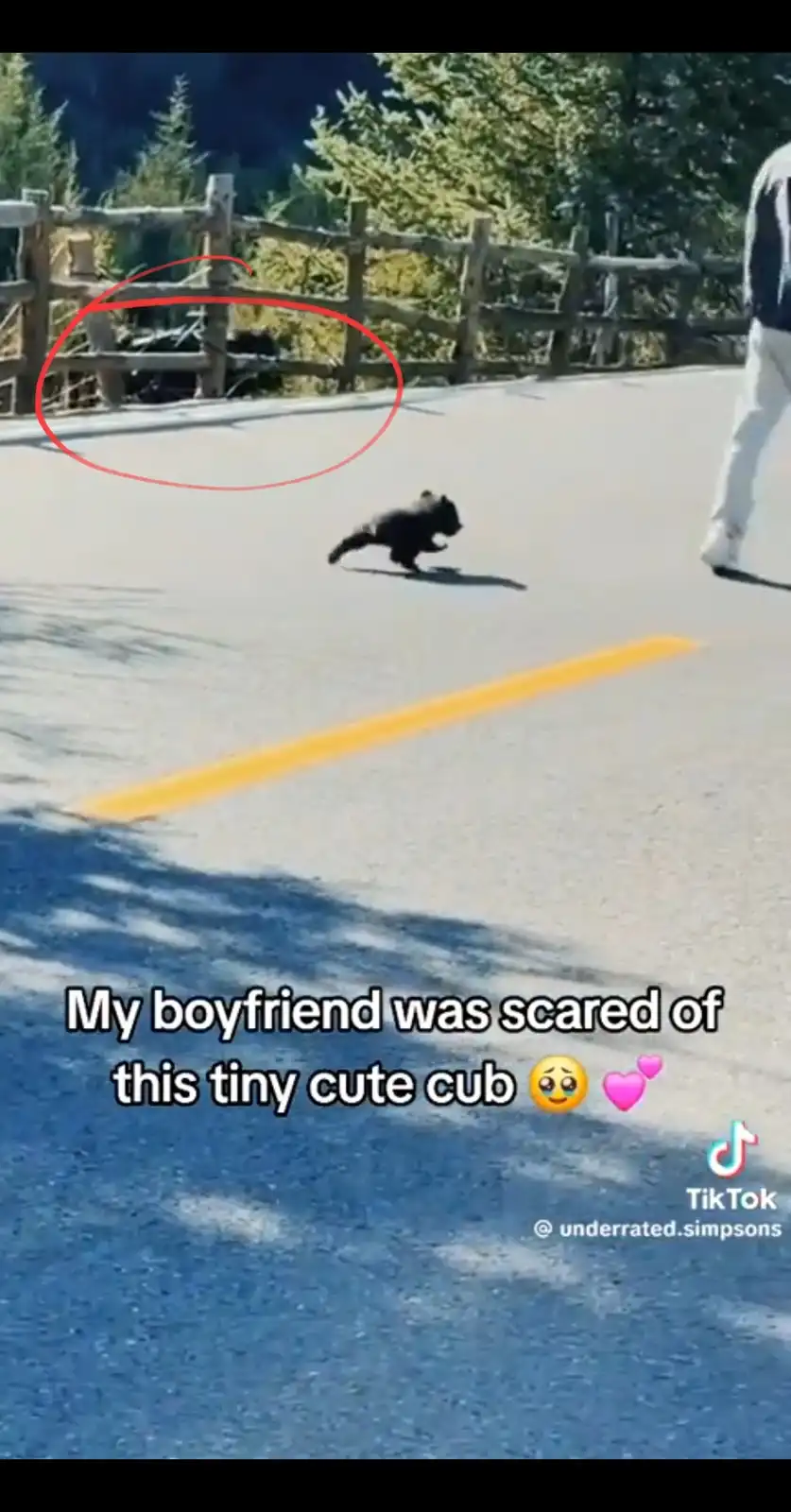 A small black bear cub runs across a paved road with a yellow line, while a person in white pants stands nearby. A red…