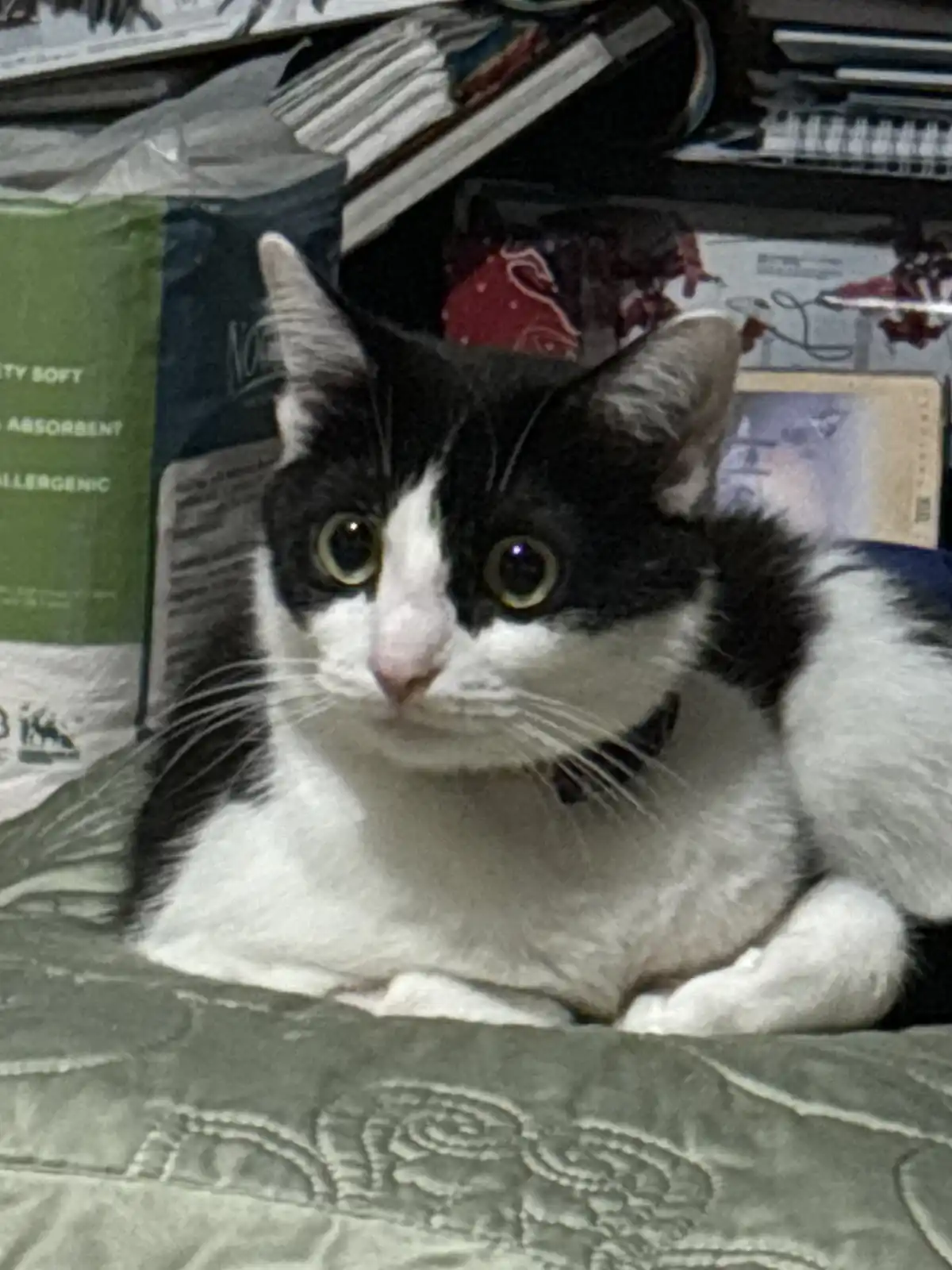 A black and white cat with wide, startled eyes sits on a green patterned blanket, surrounded by cluttered items like bags…