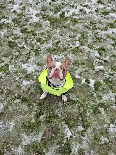 A brown and white French bulldog wearing a bright yellow raincoat stands on grass partially covered in snow, looking up at…