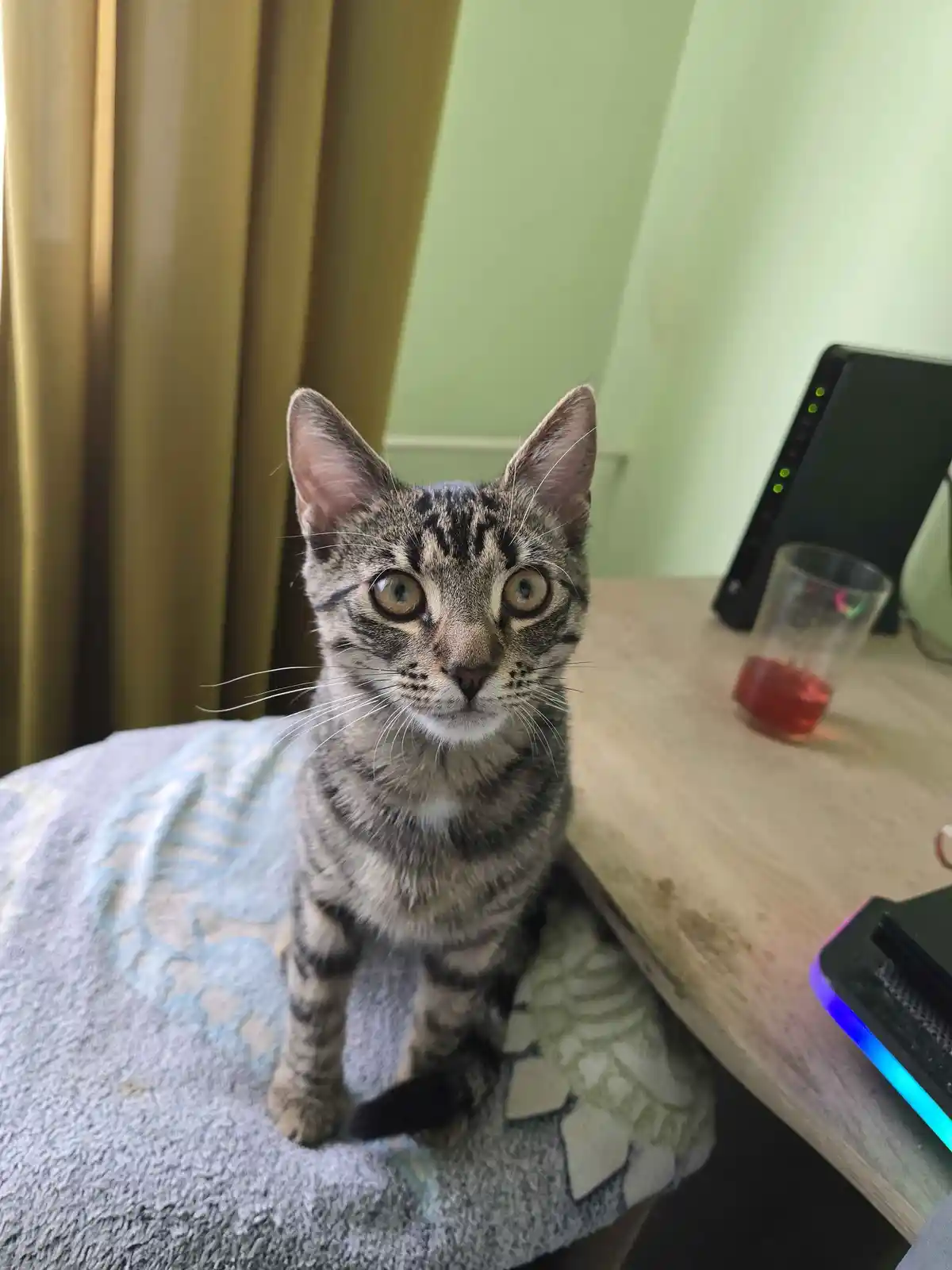 A tabby cat with wide, startled eyes sits upright on a patterned blanket next to a wooden desk. On the desk, a black router…