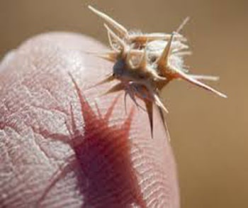 a close-up photo shows a tiny, spiky seed stuck to the tip of a human finger, casting a shadow that visually resembles a…