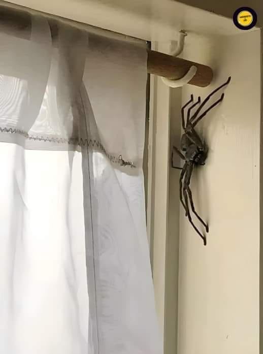 A staple in every Australian household