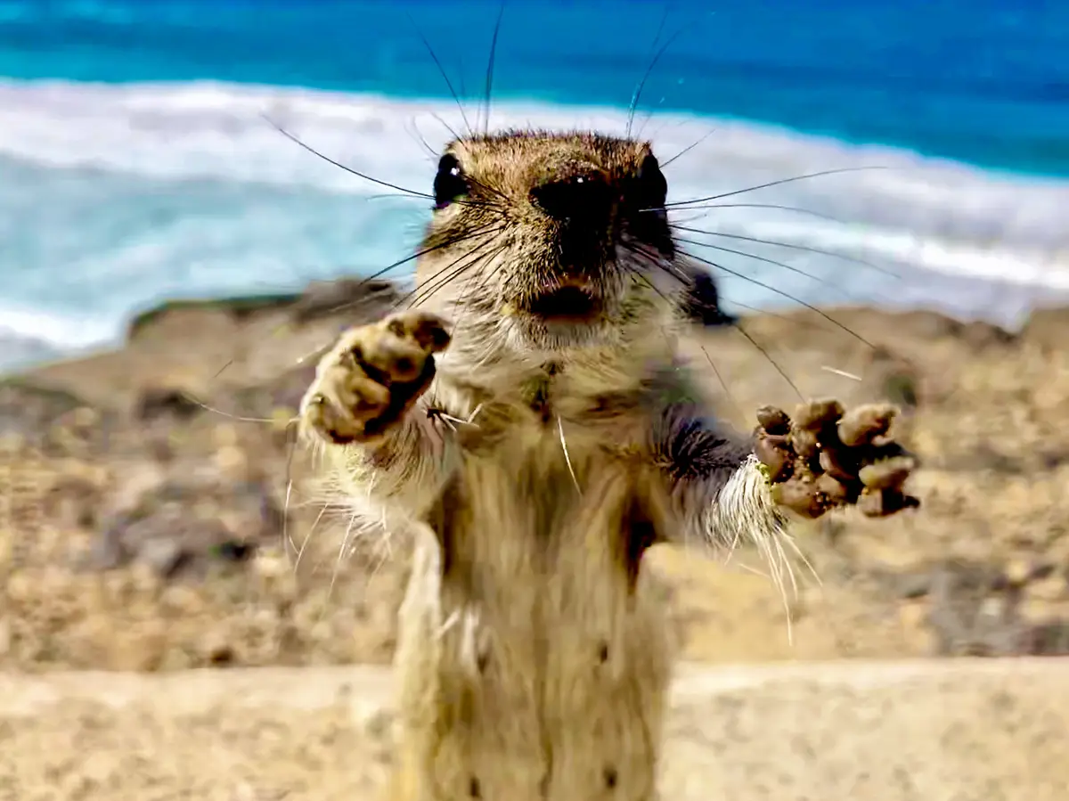 A close-up photo of a small rodent, likely a ground squirrel or similar, standing upright on a sandy beach with its paws…