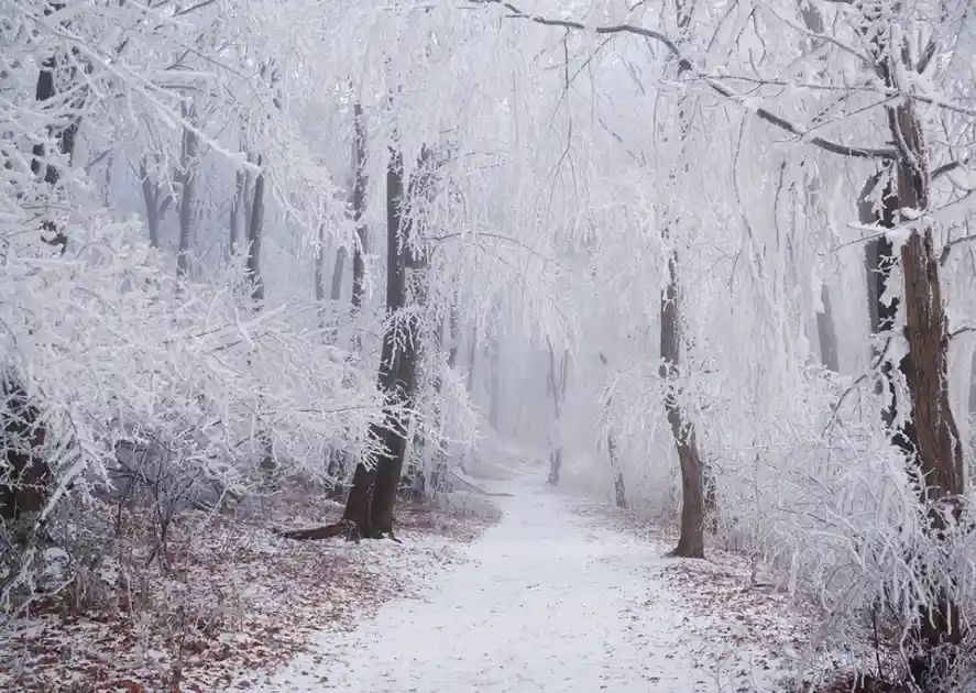 A serene winter forest path covered in snow, with trees heavily frosted and branches laden with ice crystals, creating a…