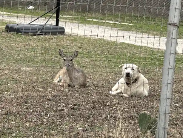 Behind a chain-link fence, a deer and a light-colored dog lie side by side on dry grass, both looking directly at the…