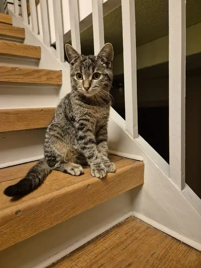 A tabby cat with wide, innocent eyes sits upright on a wooden staircase step, looking directly at the camera. The stairs…