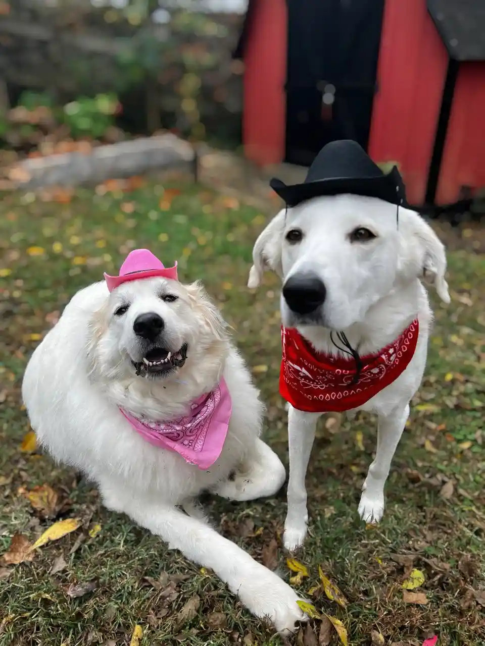 Two white dogs dressed as cowboys stand on grass with fallen leaves; one wears a pink cowboy hat and pink bandana, the other…