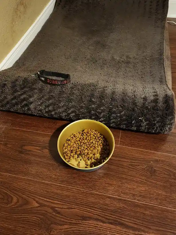 A yellow dog food bowl filled with kibble sits on a wooden floor, with a dark grey fluffy dog bed behind it. On the bed lies…