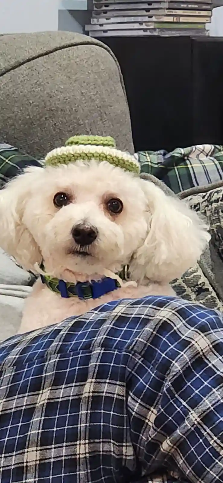 A small white fluffy dog with big dark eyes sits on a person's lap, wearing a green and white knitted hat and a plaid…