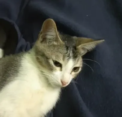 A gray and white cat with a slightly bored or unimpressed expression is lying on a dark blue fabric surface. The cat's eyes…