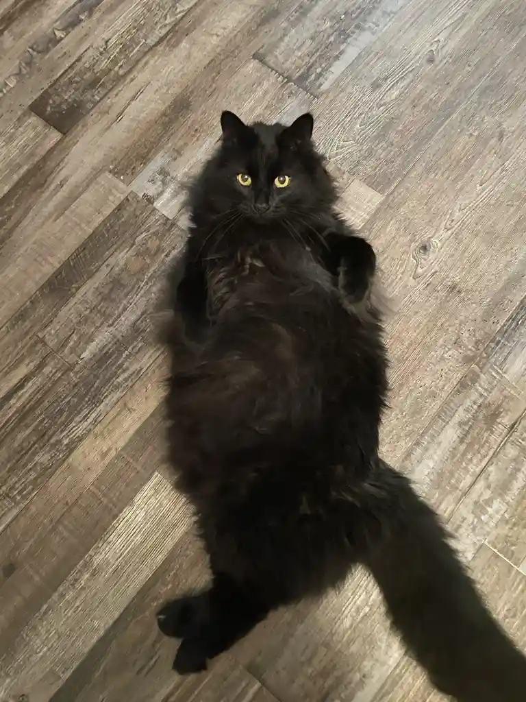 A fluffy black cat lies on its back on a wooden floor, looking up with wide yellow eyes, while the text overlay reads 'i'm…