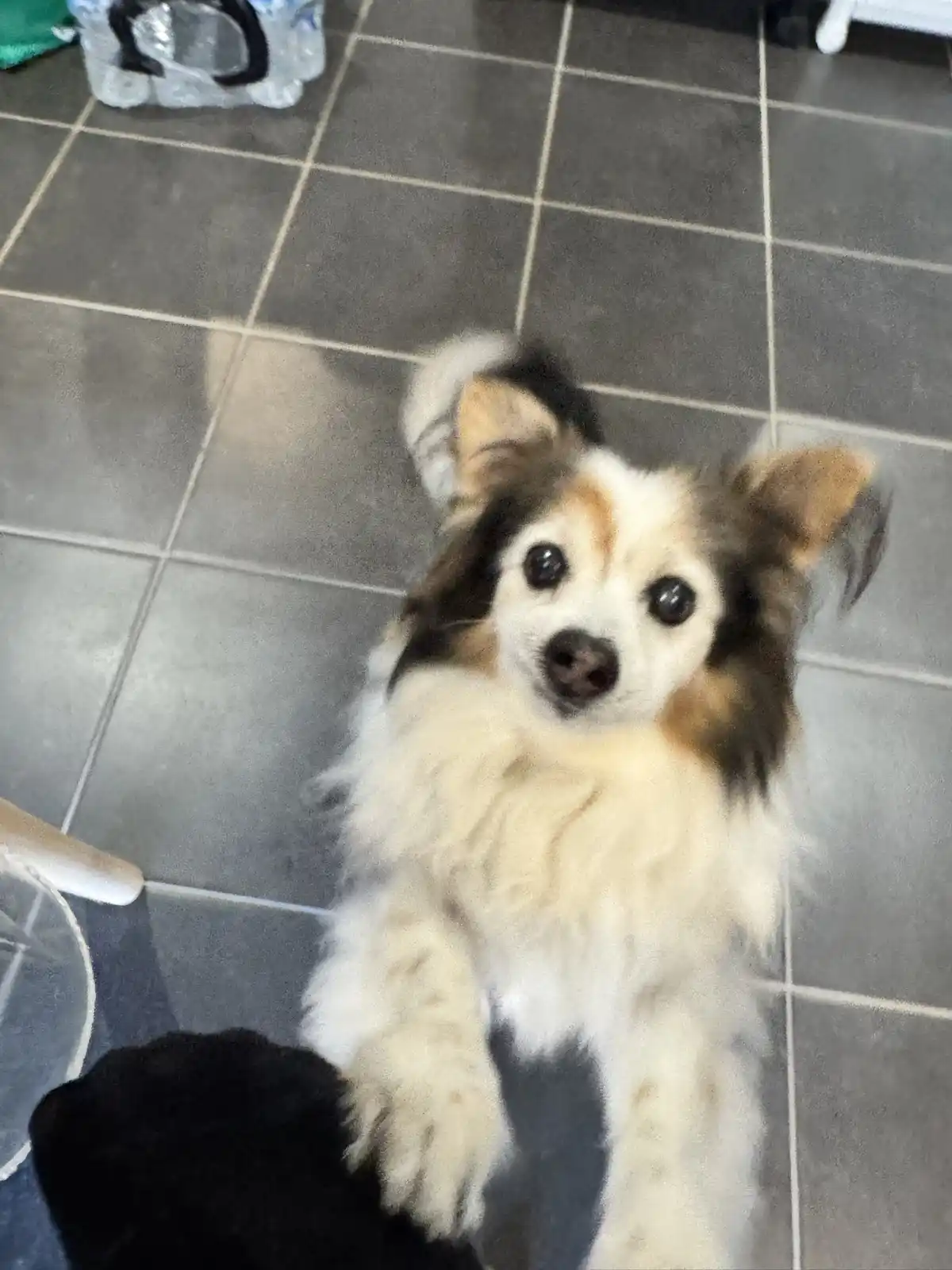 A small, fluffy dog with white, brown, and black fur sits on a gray tiled floor, looking up with wide, pleading eyes. Its…