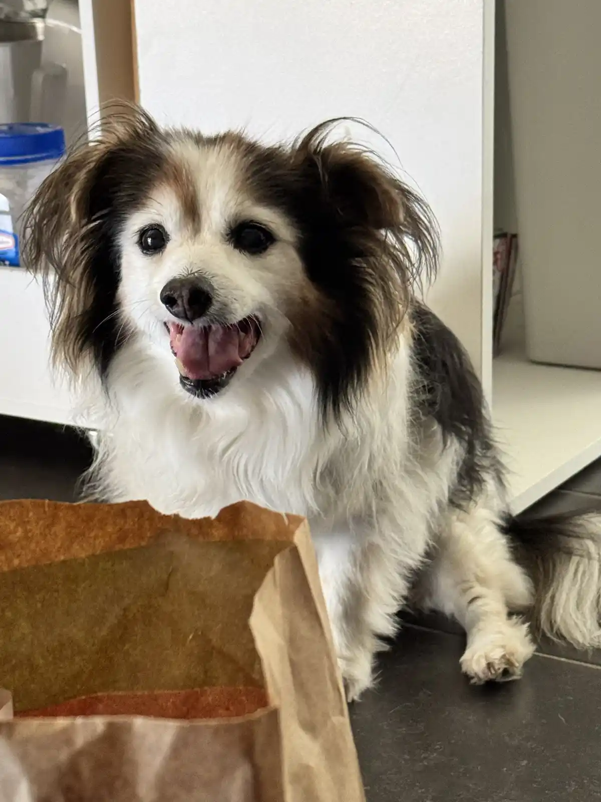 A small, fluffy dog with white and brown fur sits on a dark floor, looking eagerly at a brown paper bag in front of it. The…