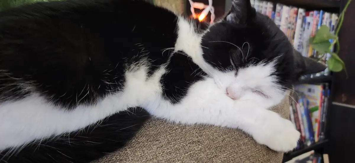 A black and white cat is sleeping soundly on a textured surface, its paws tucked under its chin. In the background, there…