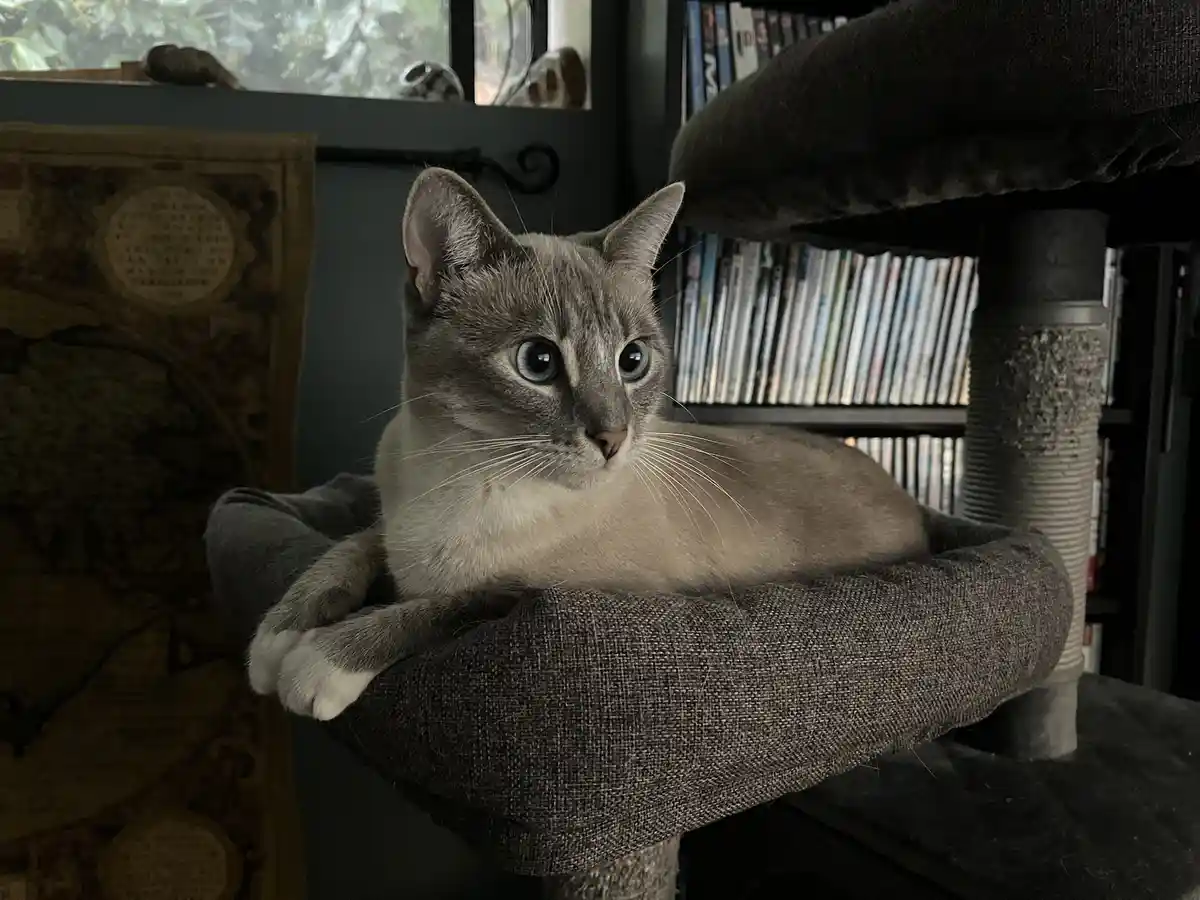 Daily Dose of Ivy: Cat Chronicles Day 363