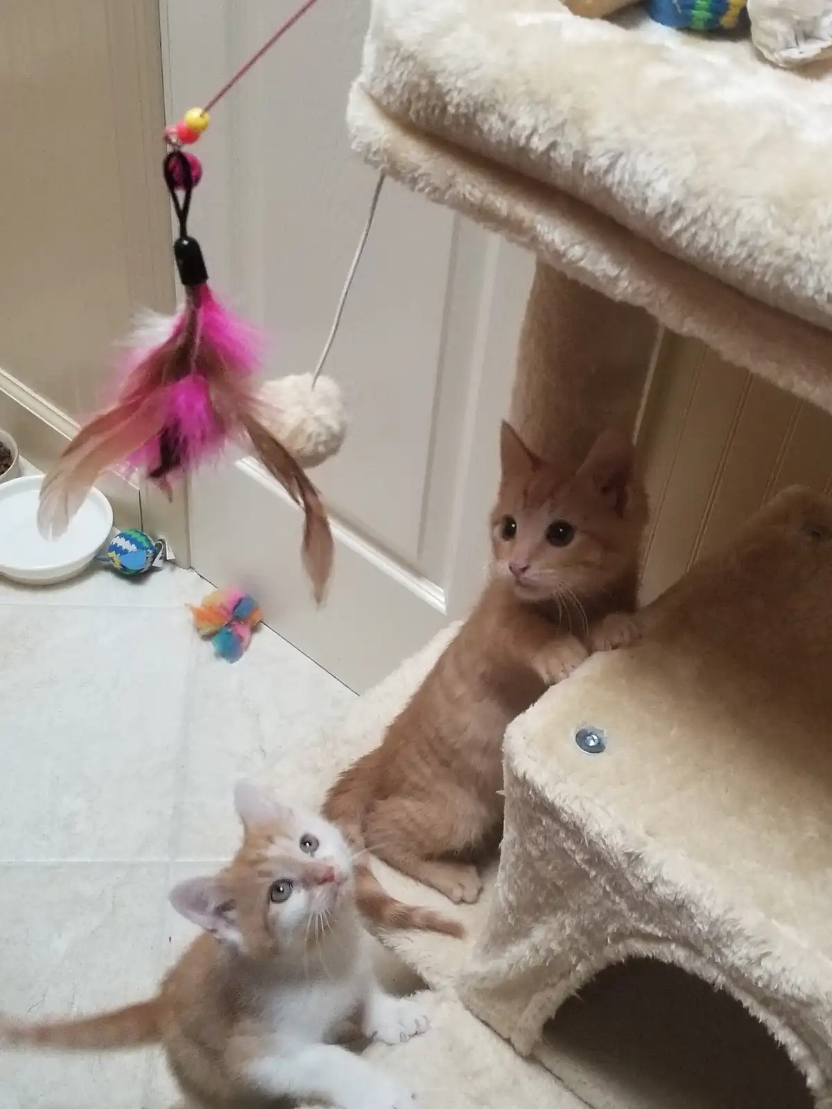 Two orange tabby kittens are in a room with a cat tree and toys. One kitten is on the floor looking up at a dangling feather…