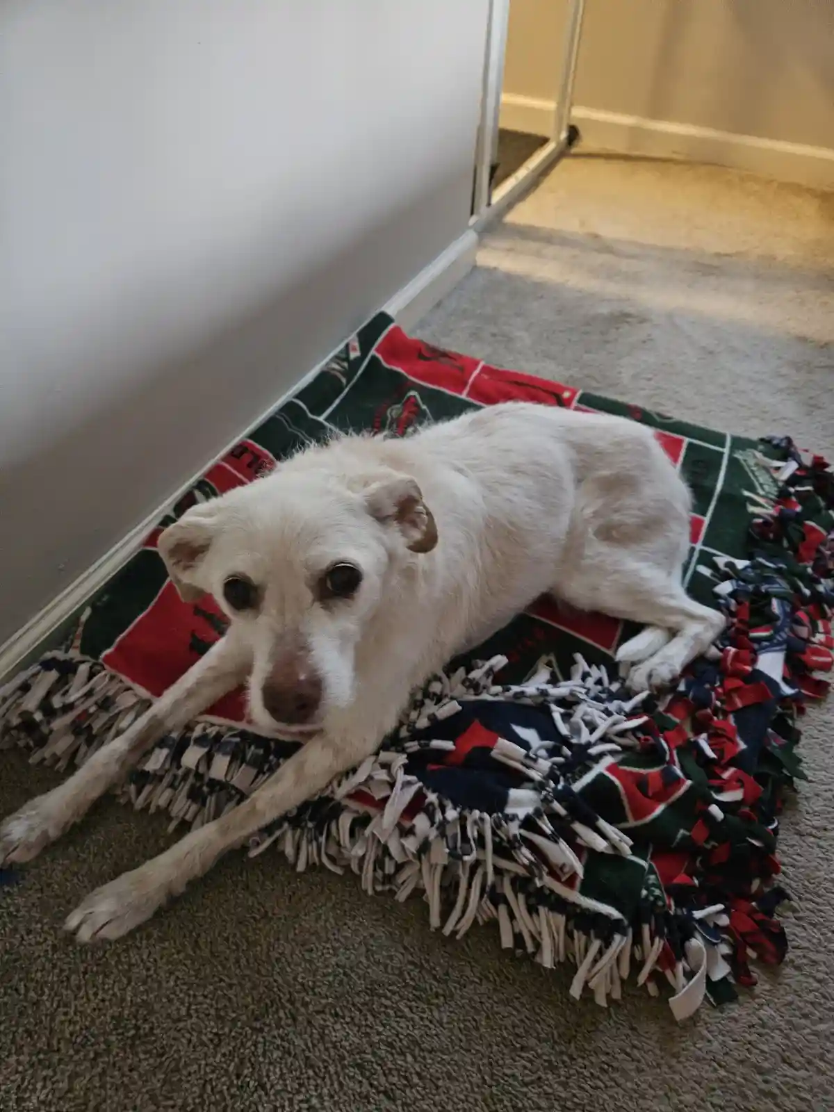 A white dog with a brown nose lies sprawled on a red, green, and white fringed blanket on a beige carpet, looking directly…