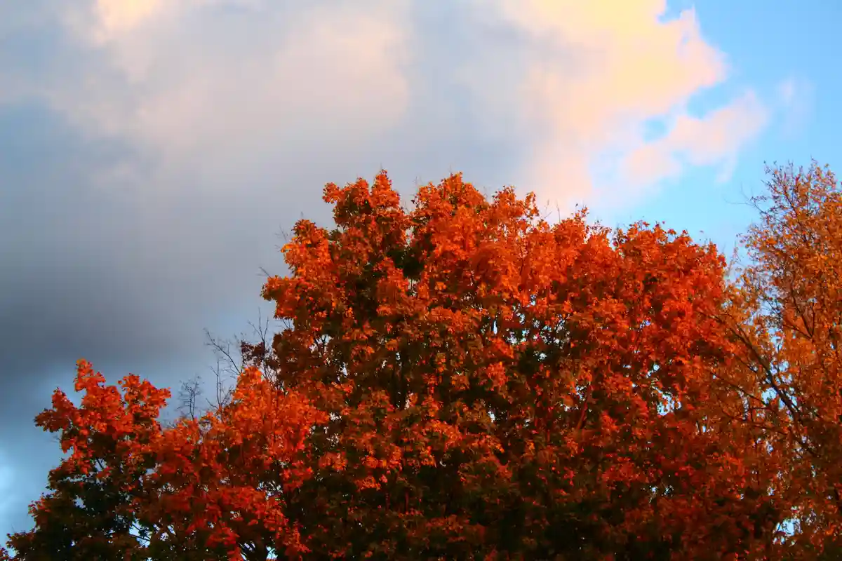 A photograph of vibrant orange autumn trees against a partly cloudy sky with blue patches, overlaid with the text 'i'm not…