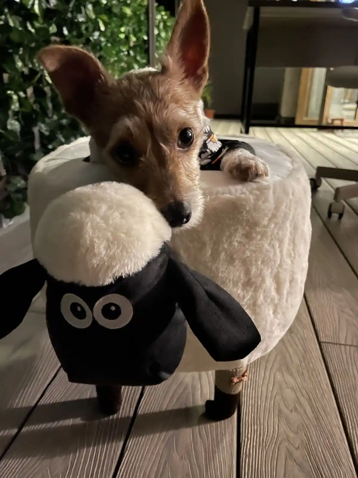 A small brown dog with large ears is sitting on a white, fluffy ottoman and is holding a black and white plush sheep toy in…