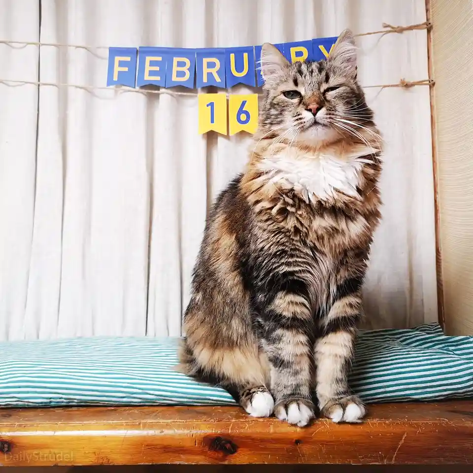 A fluffy tabby cat with one eye closed sits regally on a wooden surface atop a striped cushion, with a blue and yellow…