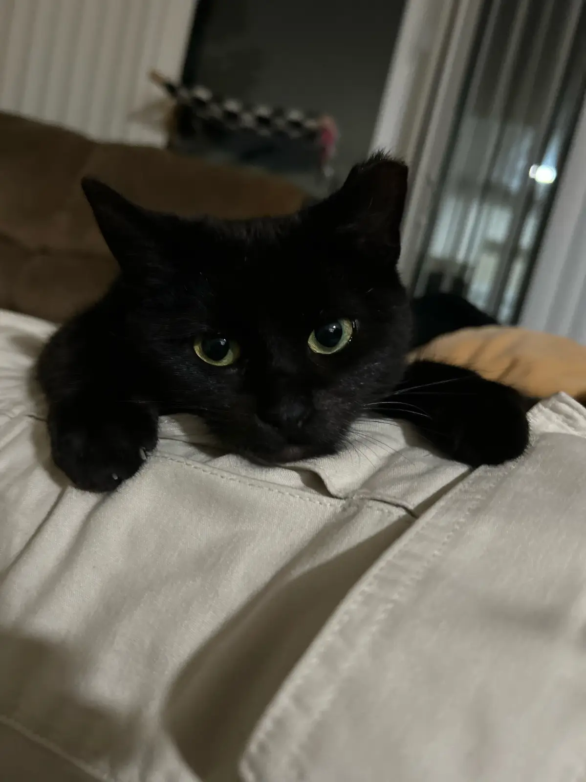 A black cat with bright green eyes is lying on a light-colored fabric surface, looking directly at the camera with a relaxed…