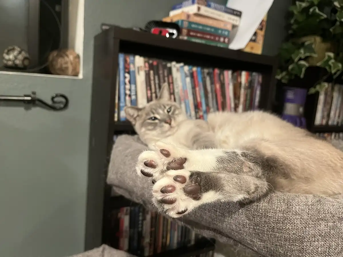A light-colored cat with blue eyes lounges on a gray couch, its front paws stretched out and prominently displayed toward…