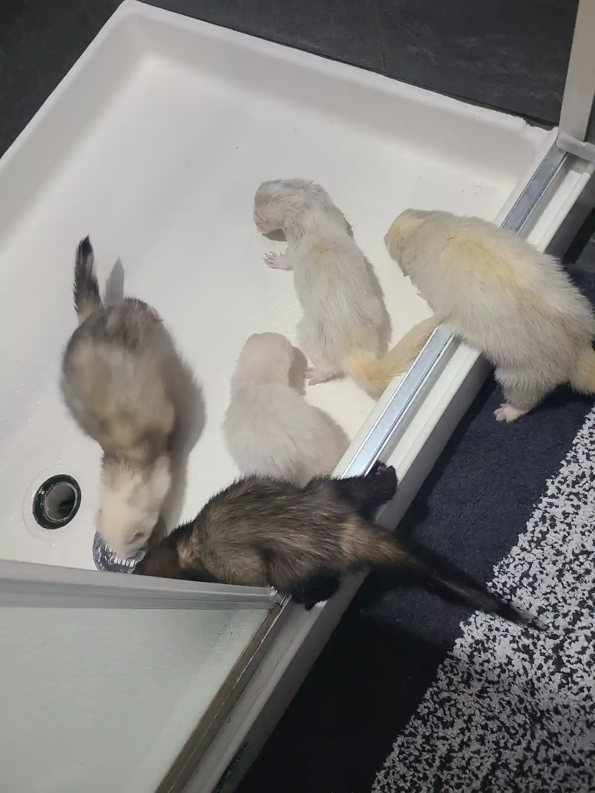 Five small ferrets are gathered inside a white bathroom sink, with some standing on the rim and others inside, appearing to…