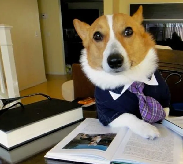 A corgi dog wearing a dark blue blazer, white collared shirt, and a purple plaid tie sits at a desk with open books and a…