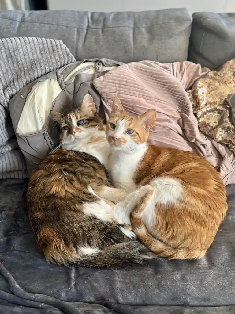 Two cats are curled up together on a grey couch, surrounded by blankets, with one cat looking directly at the camera while…