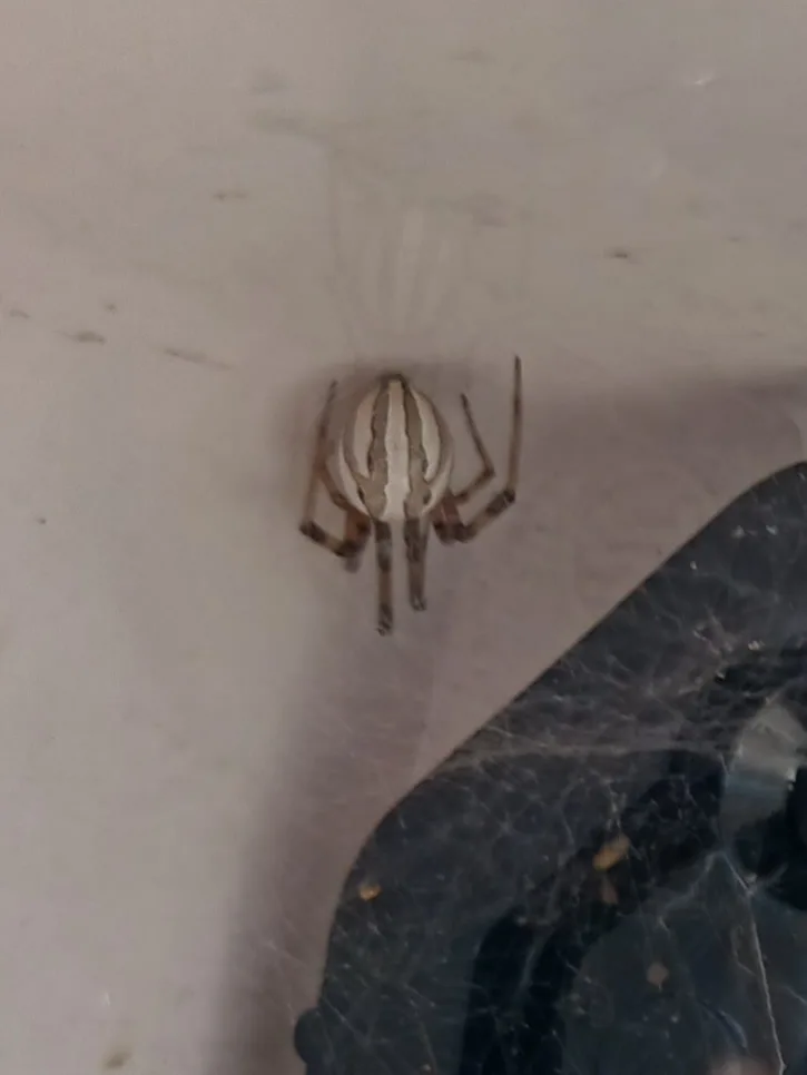 A close-up photo shows a small spider with a striped abdomen clinging to a light-colored wall, near a dark, web-covered…