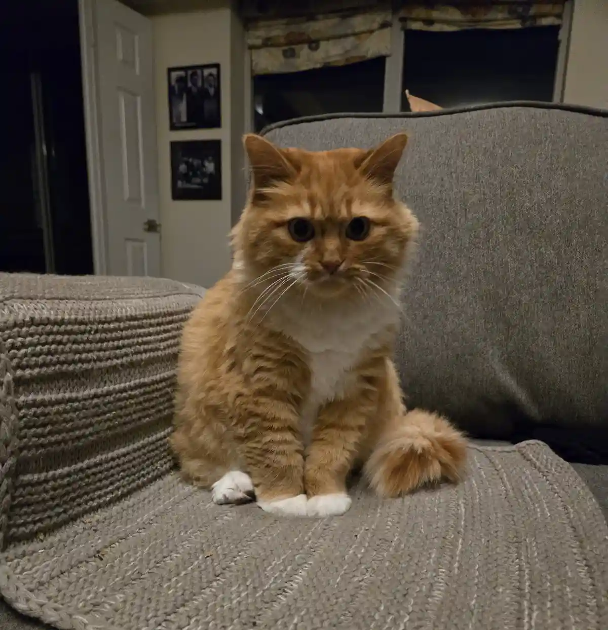 Enjoy This Adorable Kitty: A Cute Break for Your Day