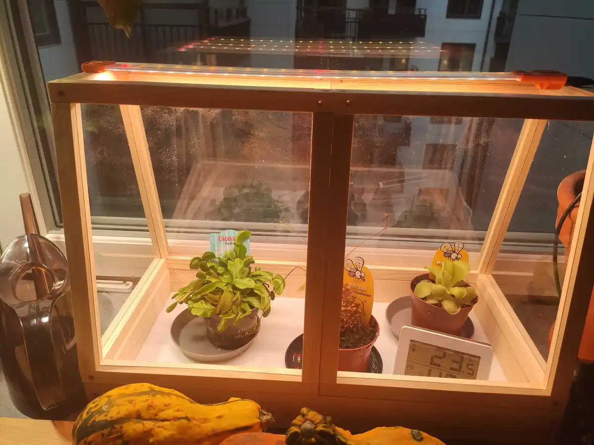 A wooden-framed glass terrarium with LED lighting sits on a windowsill, housing two potted carnivorous plants: a Venus…