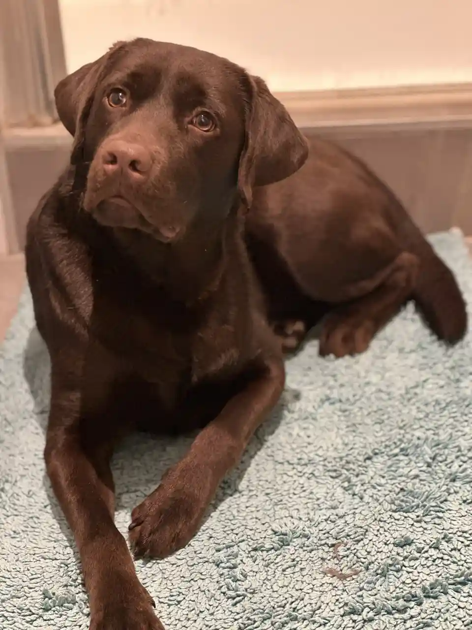 A chocolate Labrador Retriever is lying on a light blue shaggy rug, looking up with a sad, pleading expression. The dog's…