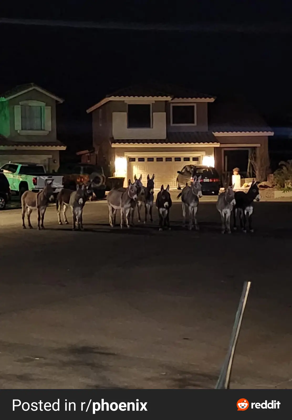 A nighttime photo shows a group of donkeys standing in a line on a residential street in front of a lit-up suburban house…