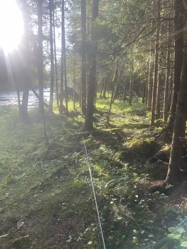 A serene forest scene with sunlight filtering through tall trees, moss-covered ground, and a river visible in the…