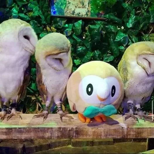three real barn owls are perched side-by-side on a wooden branch, all appearing to be asleep with their eyes closed. In the…