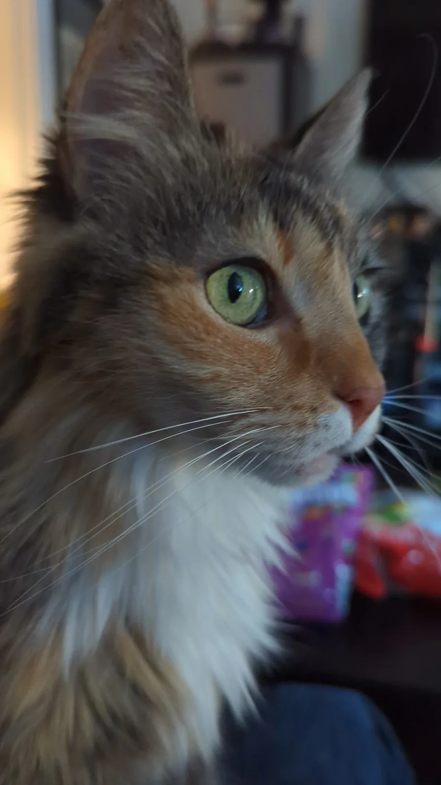A close-up photo of a fluffy, long-haired cat with green eyes and a mix of brown, orange, and white fur, looking off to the…