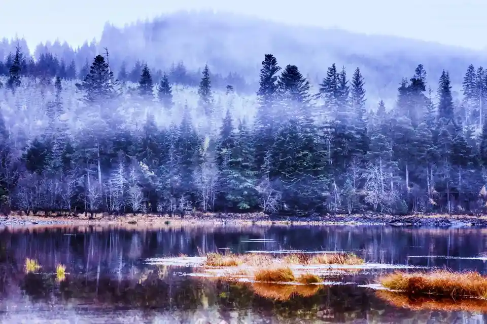 A serene, misty forest landscape with pine trees on a hillside reflected in a calm lake, overlaid with the text 'i'm not…