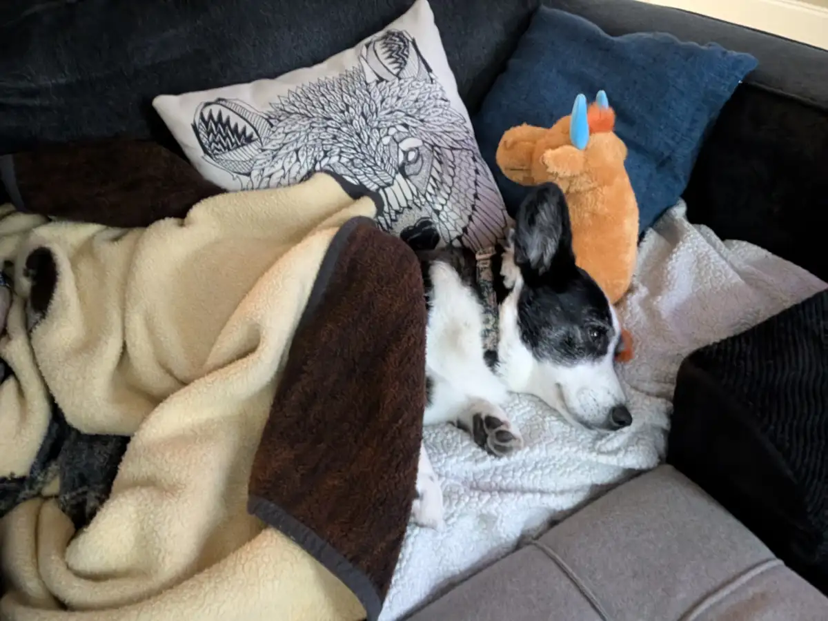 A black and white dog lies on a couch surrounded by blankets and pillows, looking sleepy and cozy. An orange plush toy with…