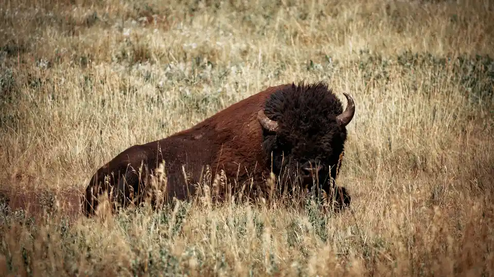 A majestic American bison reclines in a sun-kissed meadow, its shaggy coat glistening with dew. Warm light dances across its…
