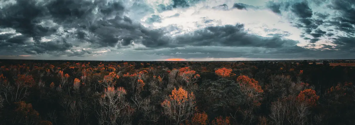 A panoramic view of a forest at dusk, with dark storm clouds overhead and scattered trees displaying vibrant orange and red…